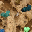 Assortment of TinyTardies