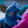 Tamikan Space Pet Tardigrade at home