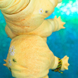 Hippie Tamikan Space Pet Tardigrade