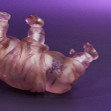 Tamikan Space Pet Tardigrade, ClearlyRealistic colour