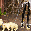 Aua is walking a SuccuLettie Tardigrade and Abyss Gal Kioni is walking a SandieWorm one